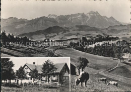 11638328 Buehler AR Gasthaus Saul Kuehe Panorama Blick Auf Saentiskette Appenzel - Autres & Non Classés