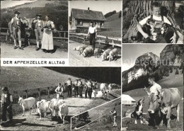 11638275 Appenzell IR Der Appenzeller Alltag Kuh Schwein Ziegen Hund Hornblaeser - Sonstige & Ohne Zuordnung