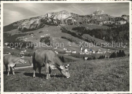 11638218 Bruelisau Mit Kamor Und Hoher Kasten Kuehe Bruelisau - Sonstige & Ohne Zuordnung