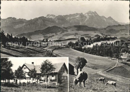 11638180 Buehler AR Gasthaus Saul Kuehe Panorama Blick Zur Saentiskette Appenzel - Otros & Sin Clasificación