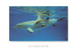 97 GUADELOUPE Les Dauphins                (Scan R/V) N°   1   \PB1110 - Pointe A Pitre