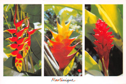 97 Domaine De VALLOMBREUSE CABOUT Petit-Bourg  Guadeloupe  Hiliconia Balisier Alpinia (Scan R/V) N°  33   \PB1109 - Basse Terre