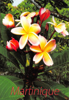 97 MARTINIQUE  Frangipanier Plumeria SPP  (Scan R/V) N°  31   \PB1109 - La Trinite