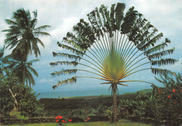 97  MARTINIQUE   Basse Pointe La Plantation LEYRITZ De Bon-Voisins Arbre Du Voyageur  (Scan R/V) N°   42   \PB1108 - Le Marin