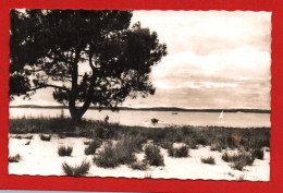 (RECTO / VERSO) LACANAU VILLE EN 1948 - LE PIN TORDU - FLAMME DAGUIN - FORMAT CPA - Arcachon