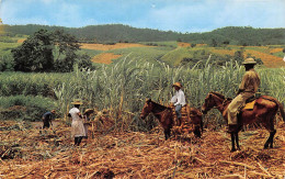 97  MARTINIQUE  Récolte De Canne à Sucre  (Scan R/V) N°   14   \PB1108 - Fort De France