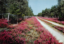 18 VIERZON  Le Chemin Des Bruyères            (Scan R/V) N°   3   \PB1115 - Vierzon