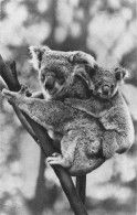 Femelle KOALA Et Son Petit  (Scan R/V) N°   29   \PB1112 - Singes