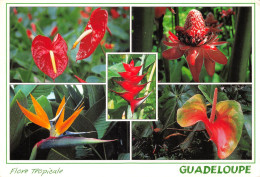 97 Guadeloupe  Anthuriums  Rose De Porcelaine Balisier  Oiseau De Paradis Anthurium Hybride (Scan R/V) N°   44   \PB1111 - Pointe A Pitre