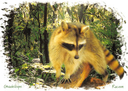 97 Guadeloupe  Le Racoon  (Scan R/V) N°   49   \PB1111 - Pointe A Pitre