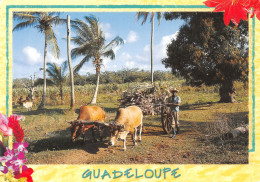 97 Guadeloupe  Charette à Boeufs Transport De Canne à Sucre (Scan R/V) N°   45   \PB1111 - Pointe A Pitre