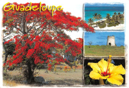 97 Guadeloupe  Marie-Galante Flamboyants (Scan R/V) N°   31   \PB1111 - Pointe A Pitre