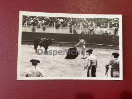 Course De Taureaux - Commencement Du Travail De Mulata - Corrida