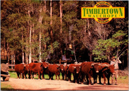 9-5-2024 (4 Z 33) Australia - Timbertown Bullock Team In Wauchope (Bull / Taureaux) - Wagengespanne