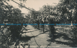 R046714 The Rosary. Public Gardens. Christchurch. N. Z. Frank Duncan. RP - Monde