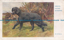 R048205 Smooth Coated Retriever. R. H. Buxton. Medici. 1932 - World