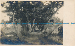 R048813 Old Postcard. Tree Alley - Monde