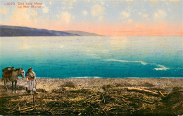 73913624 Totes Meer Dead Sea Israel Panorama - Israel