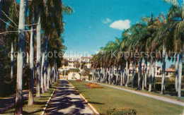 73061578 Miami_Florida Row Of Royal Palms - Sonstige & Ohne Zuordnung