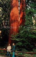 73061559 Mill_Valley Muir Woods National Monument - Andere & Zonder Classificatie