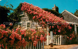 73060701 Cape Cod Mass. Rose Covered Cottages Cape Cod Mass. - Altri & Non Classificati
