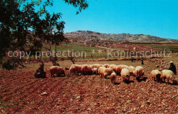 73051348 Bethlehem Yerushalayim Shepherd Field Bethlehem Yerushalayim - Israele