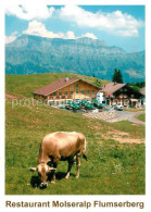 13339786 Flumserberge Restaurant Molseralp Flumserberg Almvieh Kuh Alpen Flumser - Sonstige & Ohne Zuordnung