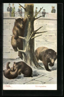 AK Bern, Bären Tollen Im Bärengraben  - Bears