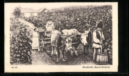 AK Rumänische Bauern Mit Dem Ochsengespann Bei Der Weinlese  - Unclassified