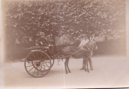 Photographie Photo Vintage Snapshot Attelage Charrette Carriole âne - Treinen