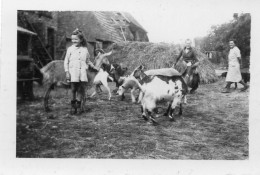 Photographie Photo Vintage Snapshot Chèvre Mouton Goat - Otros & Sin Clasificación