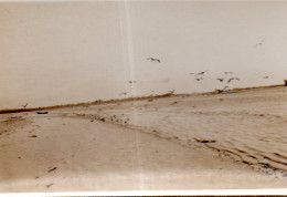 Photographie Photo Vintage Snapshot Vol Oiseaux Mouettes Envol - Sonstige & Ohne Zuordnung