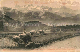 12820556 Rigi Kulm Schafweide Rigi Kulm - Andere & Zonder Classificatie