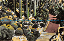 R051509 Jardin Exotique De Monaco. Le Pont Des Echinocactus Grusonii. RP - World