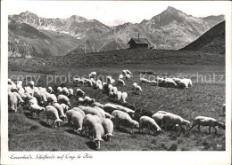 11637537 Lenzerheide Valbella Schafherde Auf Crap La Pala Lenzerheide/Lai - Autres & Non Classés