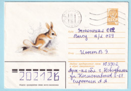 USSR 1980.0513. Egyptian Jerboa (Jaculus Jaculus). Prestamped Cover, Used - 1980-91