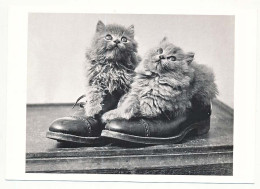 CPSM / CPM 10.5 X 15  Chaussure  Chat (43) 2 Chatons  "Anonyme" Collection Imagine Noire - Cats