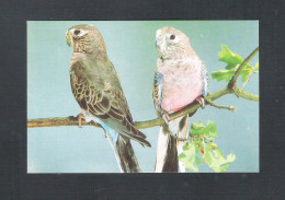 VOGEL - OISEAU - BIRD : BOURKSPARKIET (2 Scans)  (15.426) - Vogels