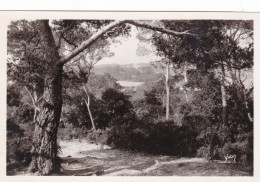 PORQUEROLLES - Sous-bois Au Cap Des Medes - Porquerolles