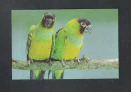 VOGEL - OISEAU - BIRD : NANDAY PARKIET ( 2 Scans)  (15.427) - Vogels