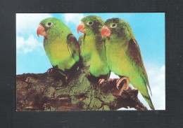 VOGEL - OISEAU - BIRD : TOVIPARKIET  ( 2 Scans)  (15.428) - Vögel