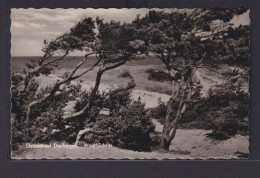 Ansichtskarte Dierhagen Ostseebad Bäume Windflüchter Mecklenburg Vorpommern - Altri & Non Classificati