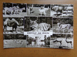 Zoo, Dierenpark, Tierpark / Krefeld Am Rhein Tiergarten --> Unwritten - Andere & Zonder Classificatie