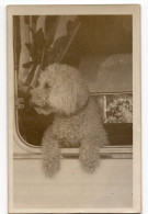 Snapshot Drôle Humour Chien Caniche Poodle Dog Portière Voiture Caravane Camping Iconique - Persone Anonimi