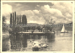 11635549 Maennedorf Am Zuerichsee Schwaene Segelboot Maennedorf - Andere & Zonder Classificatie