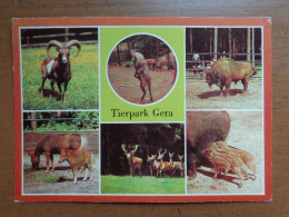 Zoo, Dierenpark, Tierpark / Tierpark Gera (mufflon, Alpensteinbock, Wisent, Shetlandponys, Rotwild, Wildschweine) - Andere & Zonder Classificatie