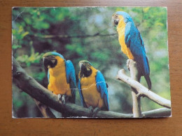 Zoo, Dierenpark, Tierpark / Tierpark Cottbus, Araraunas --> Written (damaged) - Vogels