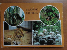 Zoo, Dierenpark, Tierpark / Tierpark Cottbus (kaiserboa, Brutende Rothalsgans, China Leopard, Flamingo) --> Unwritten - Sonstige & Ohne Zuordnung