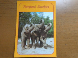 Zoo, Dierenpark, Tierpark / Tierpark Cottbus, Asiatische Elefanten --> Unwritten - Elephants