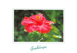 971-GUADELOUPE HIBISCUS ROSA SINENSIS-N°3794-A/0319 - Autres & Non Classés